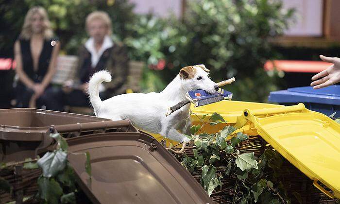 Top, die Wette rund um Mülltrennung gilt: Der Hund schaffte sie