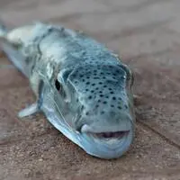 Der Hasenkopf-Kugelfisch wird bis zu 40 Zentimeter lang
