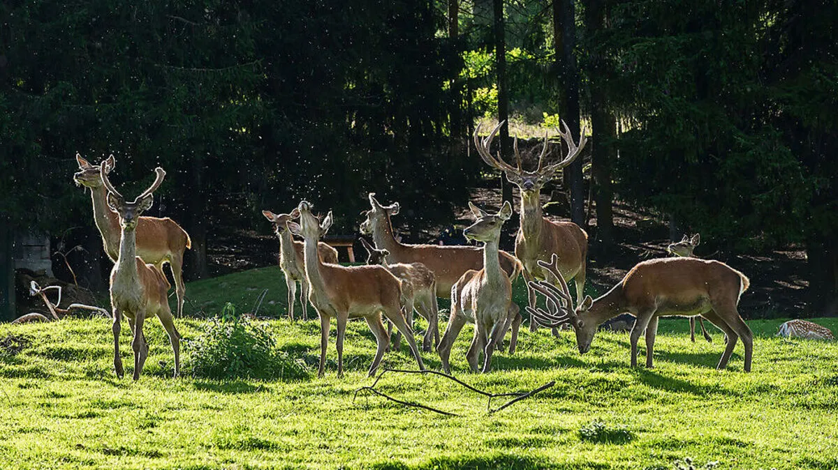 Derzeit verhält es sich im Wildpark nicht immer so friedlich. Das Rotwild liefert sich Röhr-Duelle und Kämpfe 
