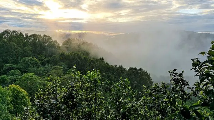 Alte Teewälder des Jingmai-Berges in Pu’er (China). Die alten Teewälder des Jingmai-Berges liegen in der Provinz Yunnan im Südwesten Chinas. Über tausend Jahre von den Blang- und Dai-Völkern gestaltet, besteht diese Kulturlandschaft aus einem Teeanbaugebiet mit alten Hainen, Plantagen, Wäldern und Dörfern. Sie ist ein herausragendes Beispiel für eine nachhaltige Landnutzung in anspruchsvoller Umgebung.