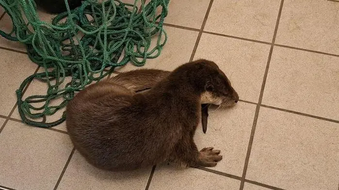 Der Fischotter konnte nach einer Untersuchung wieder in die Freiheit entlassen werden