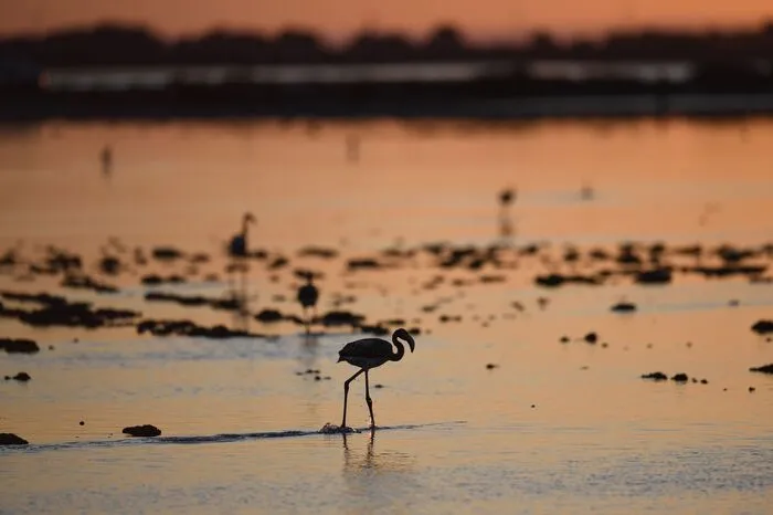 In einem normalen Jahr gebe es zwischen 1.500 und 2.000 Flamingo-Küken, teilte die Gruppe mit.