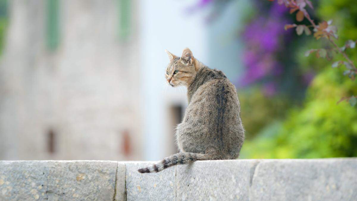 Der Fahrradfahrer stürzte, weil eine Katze seinen Weg kreuzte