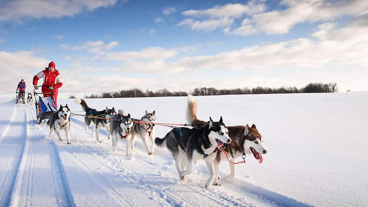 Huskys im artgerechten Einsatz