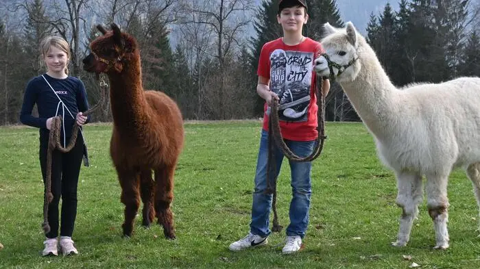 Für die Kleinen gab es Kinderschminken, Streichelzoo, und eine Hüpfburg. Lama „Olaf“ und „Sven“ kommen vom Lamahof Marbauer.