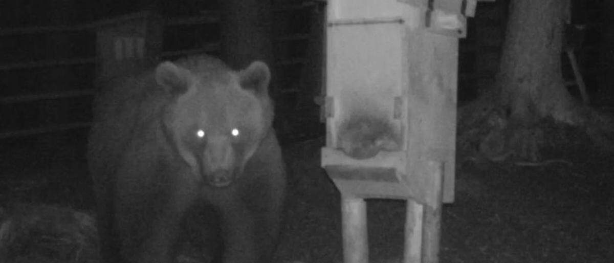 Der Bär tappte in eine Fotofalle in Stanzach/Fallerschein
