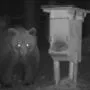 Der Bär tappte in eine Fotofalle in Stanzach/Fallerschein
