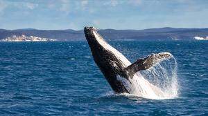 Buckelwal springt aus dem Wasser vor Queensland | Ein ausgewachsener Buckelwal kann bis zu 30 Tonnen schwer werden