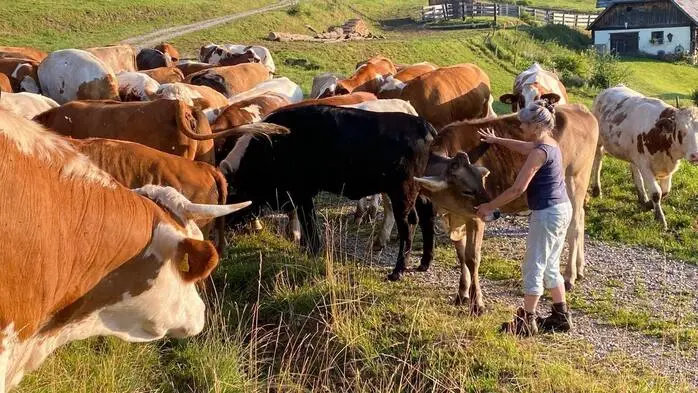 Einige Bauern entschieden sich den Viehbestand frühzeitig zu reduzieren und holten die Tiere bereits im August von der Alm