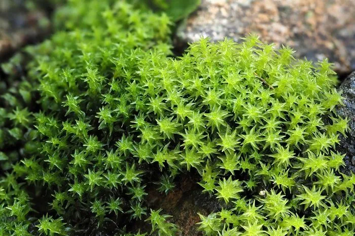 Das sparrige Kleingabelzahnmoos bildet weiche, gelbgrüne Rasen. In Europa kommt diese Art von Spitzbergen bis nach Sizilien und von der irischen Westküste bis zum Kaukasus vor. In Mitteleuropa tritt sie vor allem in den höheren Mittelgebirgen und in den Alpen auf, vom Harz bis in die Südalpen