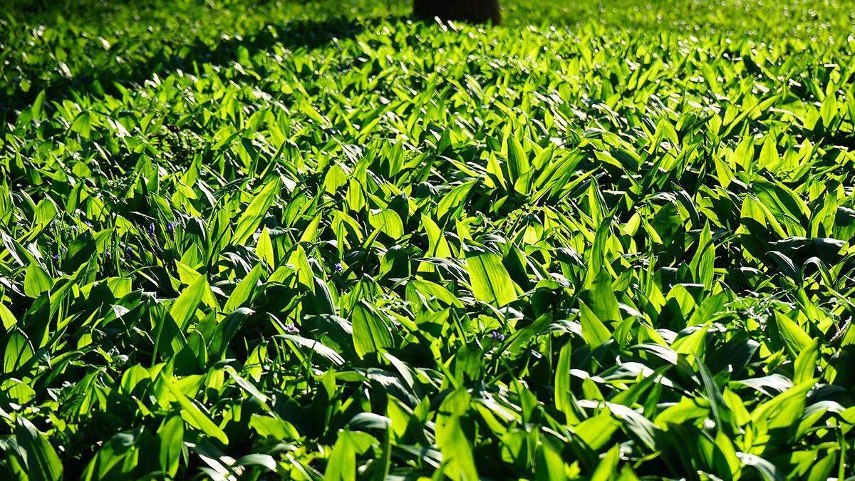 Murecker Bärlauchfrühling