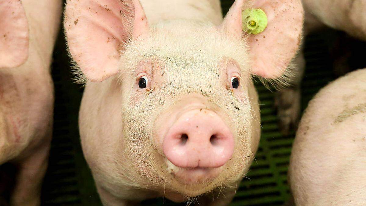 Zehn Mastschweine ließen die Diebe mitgehen