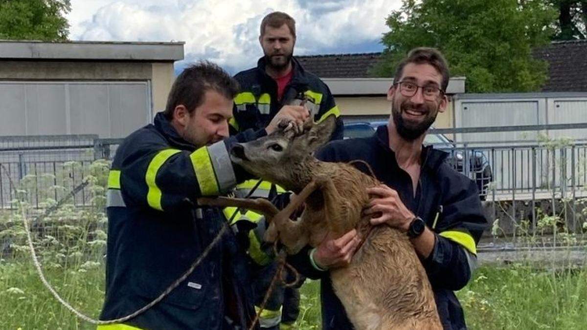 Der Rehbock konnte wieder in die Freiheit entlassen werden