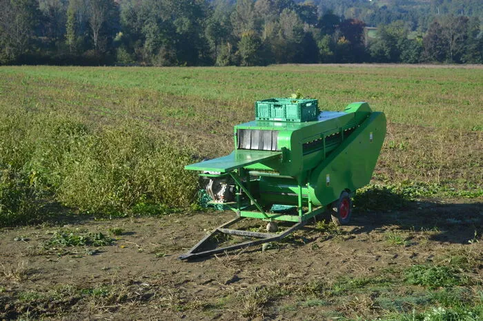 Für die Ernte wurde eigens eine sogenannte "Fresh Bean Picker"-Erntemaschine aus China importiert ...