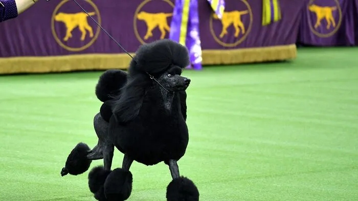 Die "Westminster Kennel Club Dog Show" ist ein Muss für alle, die Hunde lieben. Am Dienstag versammelten sich die besten Züchter in New York, um die schönsten Tiere des Landes zu küren.  