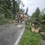 Bäume stürzten auf Straßen 