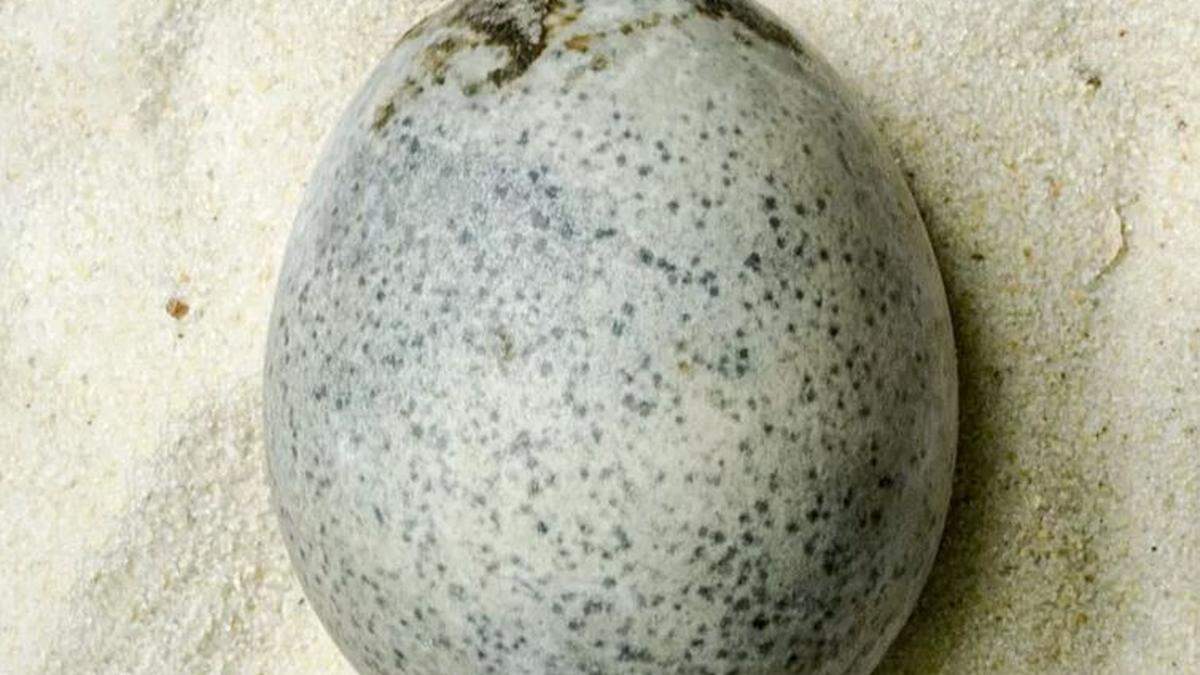 Im mehr als 1000 Jahre alten Ei befindet sich immer noch Flüssigkeit 