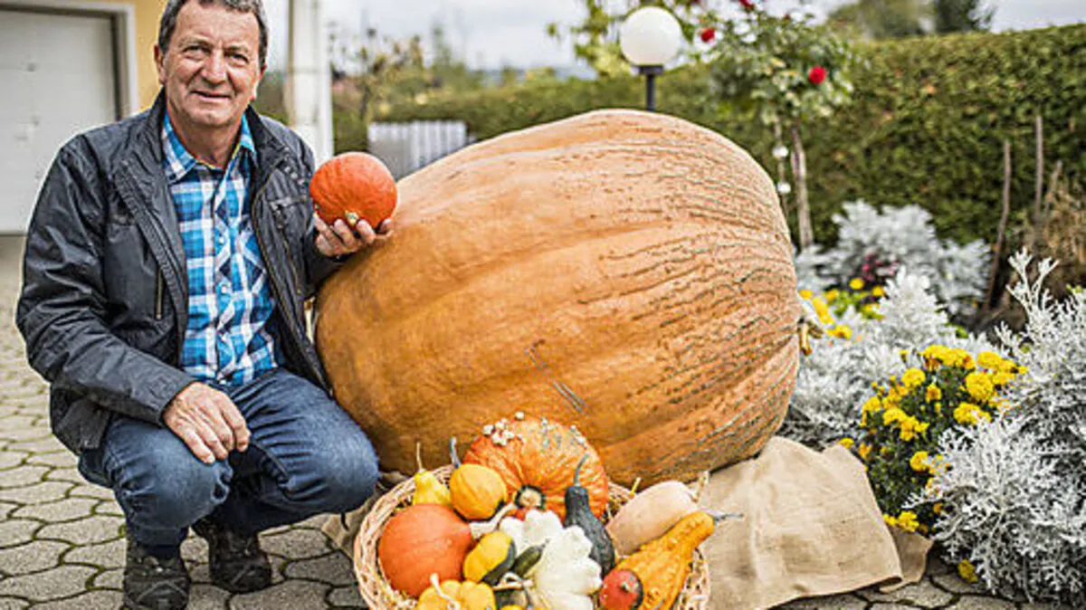 Horst Jöbstl mit einem 200-Kilo-Kürbis, Sorte: „Atlantic Giant“. „Da hat mich das Fieber gepackt“