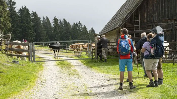 Zwei mit Almblumen geschmückte Leitkühe führten beim traditionellen Almabtrieb vom Hochwechsel die Herde an