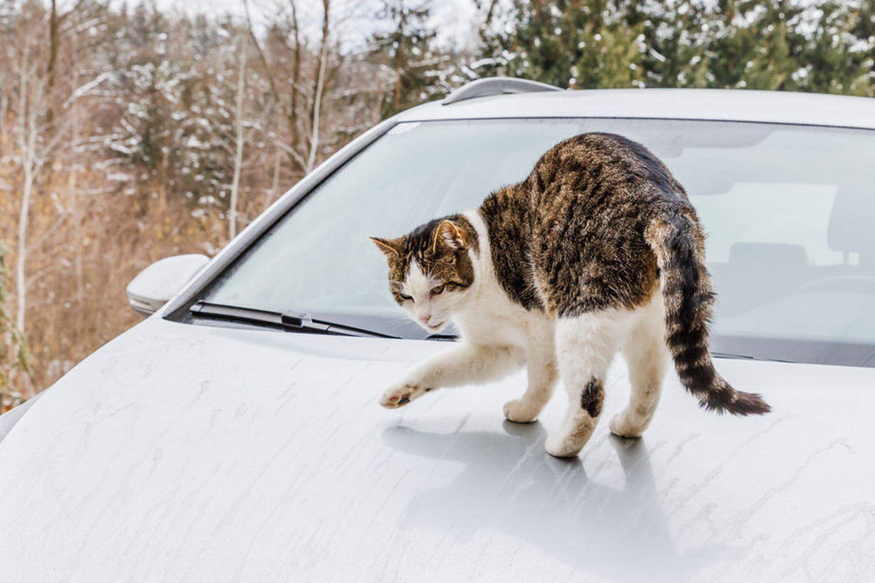Kratzer im Lack  Katze legte sich auf Auto: Kärntner klagte Tierbesitzerin