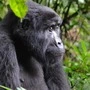 Gorillas können sich erinnern und trotz dominierender Alpha-Männchen gewinnen auch Weibchen manchen Konflikt. 