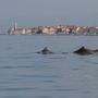 Delfine vor Piran
