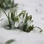 Schneeglöckchen