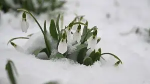 Schneeglöckchen