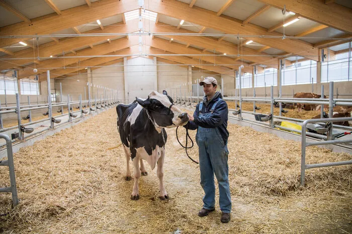 Das ist Holsteinkuh "Neela" - sie hat in ihrem Leben schon mehr als 150.000 Liter Milch gegeben.