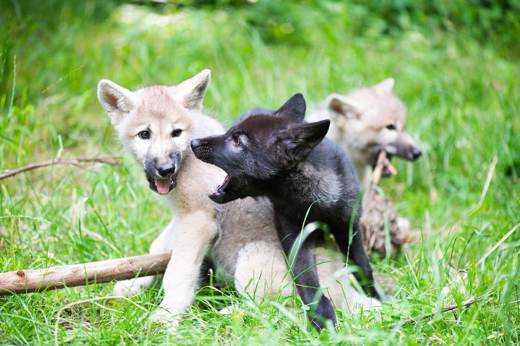 Patinnen und Paten gesucht: Drei neue Wolfswelpen für Forschungszentrum der Wiener Vetmeduni