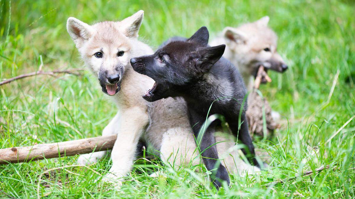 Aiyana, Kaya und Meeko sind die drei Neuzugänge am Wolfsforschungszentrum