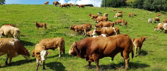 Die Rinder seien an Hunde gewöhnt gewesen, erklären Behördenvertreter