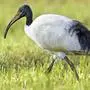Dieser Heilige Ibis zog offenbar "irrtümlich" von Afrika mit Störchen nach Europa. Hier auf einer Wiese in Flatschach nahe des Red-Bull-Rings