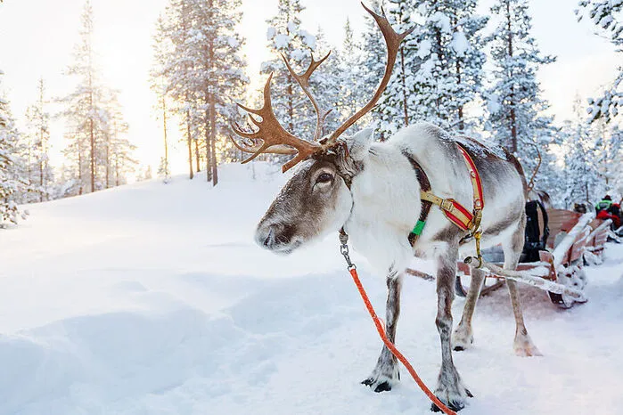 Die sanftmütigen Rentiere mit den Knopfaugen sehen immer so aus, als würden sie lächeln. Füttern Sie bei einem Besuch auf der Rentierfarm die Tiere der Skistars, lenken Sie den Schlitten durch die verschneite Winterlandschaft und lassen Sie sich den Rentierführerschein ausstellen!  