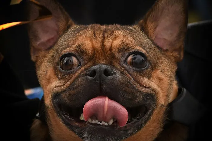 Was die Hunde dazu sagen, ist leider nicht überliefert.