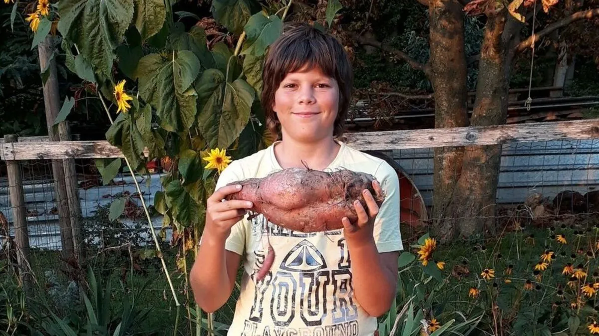Markus Weingartmann zeigt die Riesensüßkartoffel