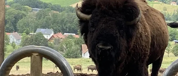 Vor allem die jungen Bisonbullen, die immer wieder bei Rangkämpfen Tiere aus der Herde verletzen und töten, sind ein Problem. Daher erstellte die Behörde den Reduktionsbescheid