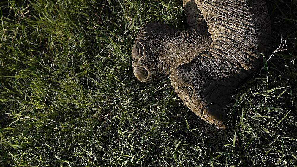 Tote Elefanten geben den Behörden Rätsel auf (Symbolfoto)