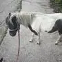 Ein Pony | Maxi das Pony ist nach einem Ausflug in die Stadt Klagenfurt wieder daheim 