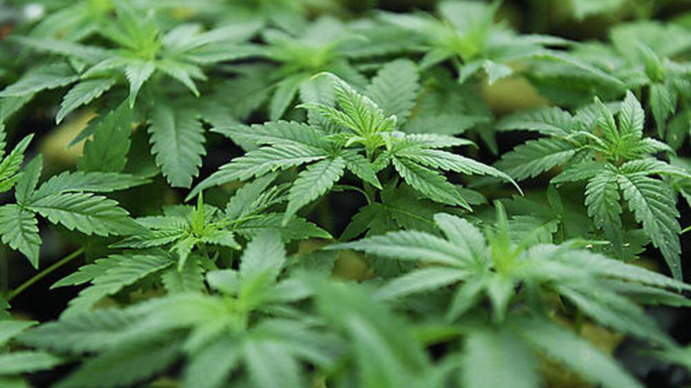 Das Duo verkaufte kiloweise Cannabis