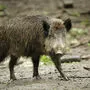Wildschweine aus Deutschland sind in Dänemark unerwünscht