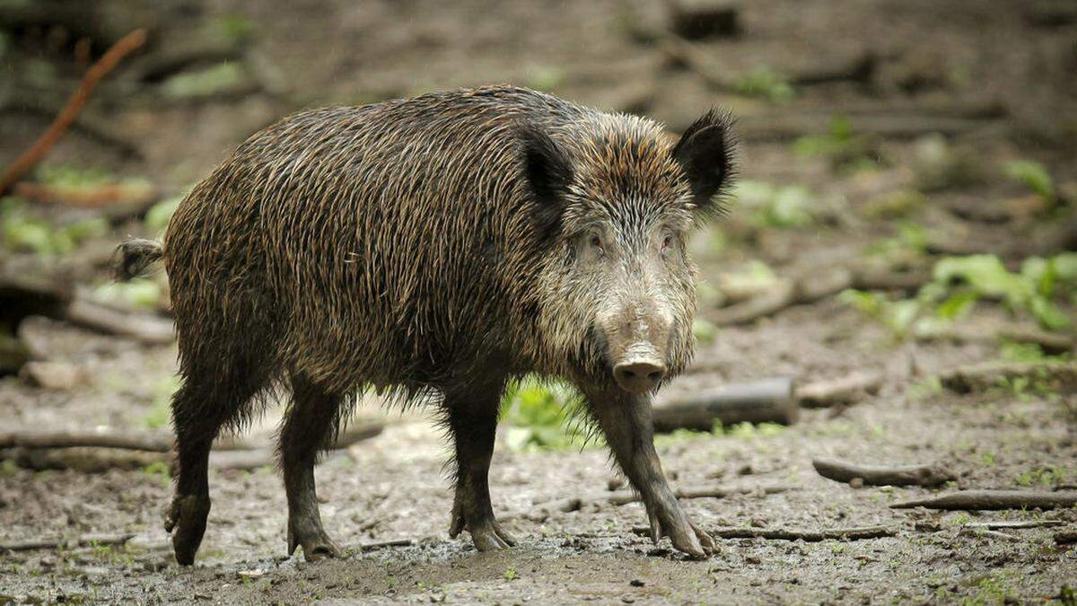 Wildschweine aus Deutschland sind in Dänemark unerwünscht