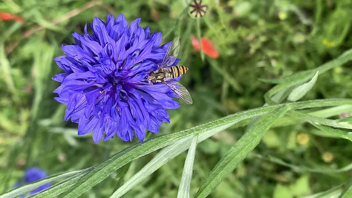 Schwebefliege auf einer Kornblume