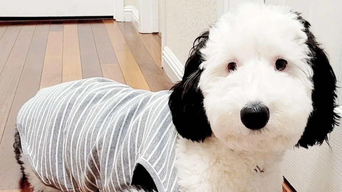 Bayley sieht aus wie Snoopy – deshalb ist sie ein Internetstar 