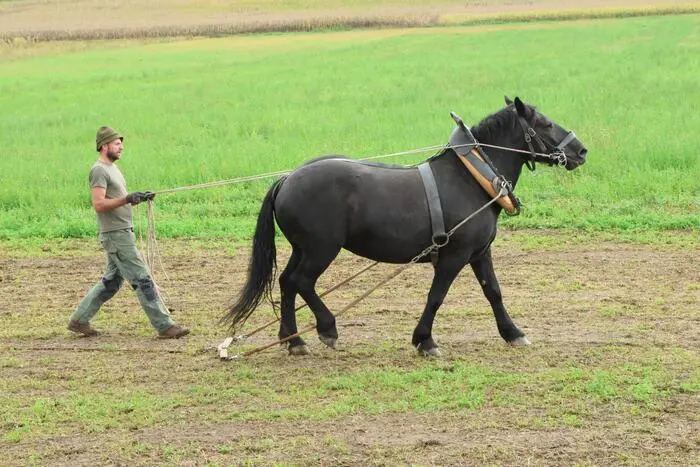 So zeigten die Teilnehmer eindrucksvoll, wie viel Können, Vertrauen und Teamarbeit zwischen Mensch und Pferd stecken. 25 Gespanne gingen in verschiedenen Klassen an den Start – von den Einsteigern über die Ponyklasse bis hin zu den Fortgeschrittenen und Zweispännern. Dabei zählte nicht bloß Kraft. Entscheidend war vor allem eine ruhige Hand, präzise Kommandos und das perfekte Zusammenspiel mit dem Pferd. So mussten Zentimeter für Zentimeter die Holzstämme durch den anspruchsvollen Parcours bewegt werden. 