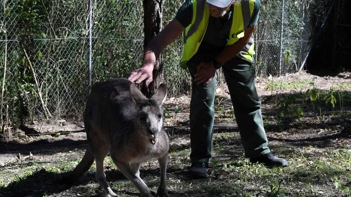 "Guten Morgen", begrüßt ein älterer Mann mit einem stattlichen grauen Schnurrbart ein kleines Känguru und stellt schwungvoll eine Platte mit Frühstück für das Beuteltier in dessen Gehege. Was aussieht wie ein kleiner Zoo, ist in Wirklichkeit Teil eines australischen Gefängnisses. Und der Mann in dem Gehege ist kein professioneller Tierpfleger, sondern ein Häftling.