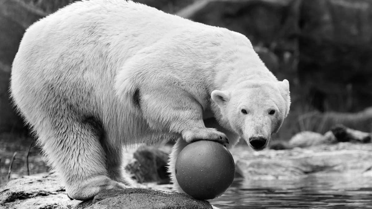 Trauer um die beliebte Eisbärin Nora