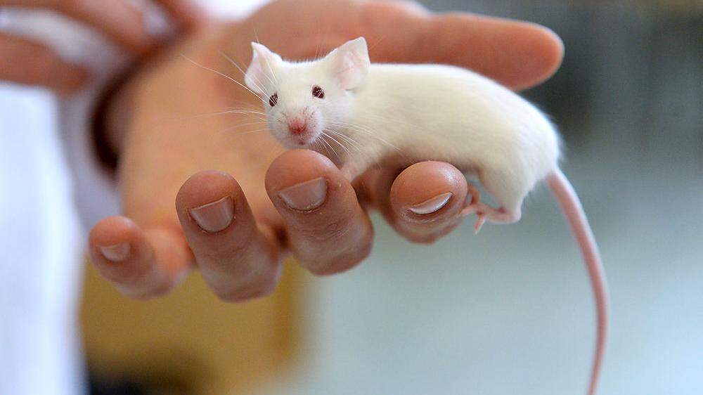 Forscher konnten die Sehkraft von Mäusen wieder herstellen