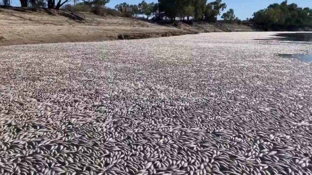 Viele tote Fische im Fluss Darling 