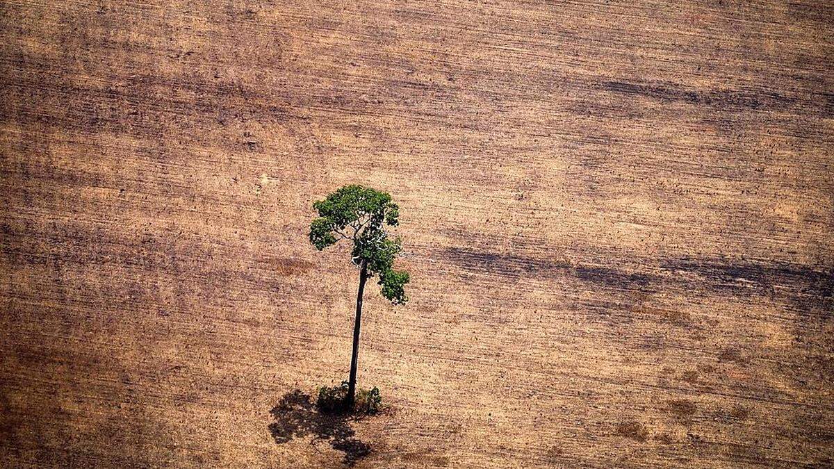Der oft illegale Raubbau am brasilianischen Regenwald zerstört unwiederbringliche Natur